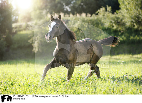 trabendes Fohlen / trotting foal / RR-63103