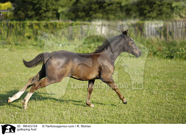 galloping foal / RR-63104