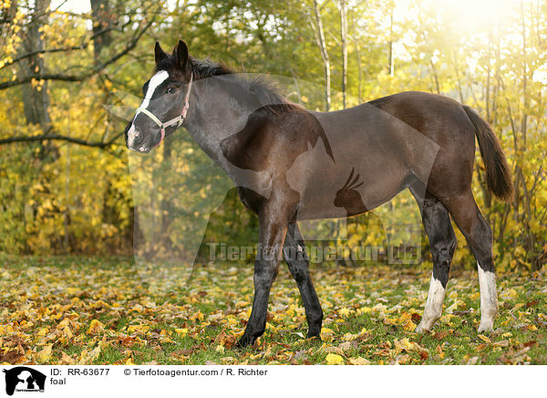 Fohlen / foal / RR-63677