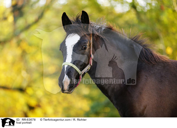 foal portrait / RR-63678