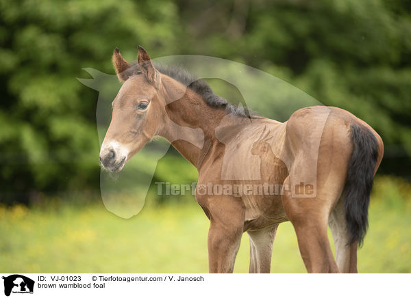 braunes Warmblutfohlen / brown wamblood foal / VJ-01023