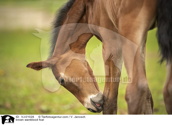 braunes Warmblutfohlen / brown wamblood foal / VJ-01028