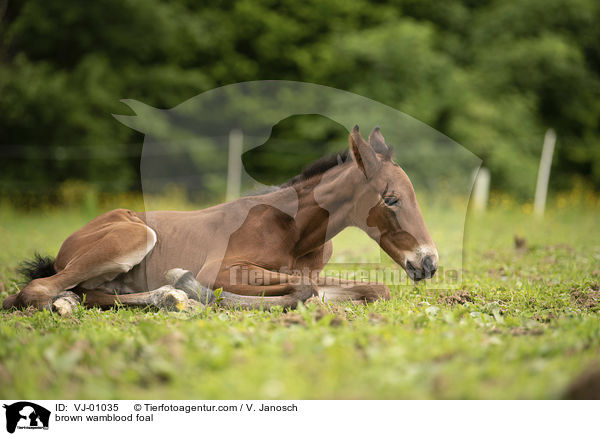 braunes Warmblutfohlen / brown wamblood foal / VJ-01035