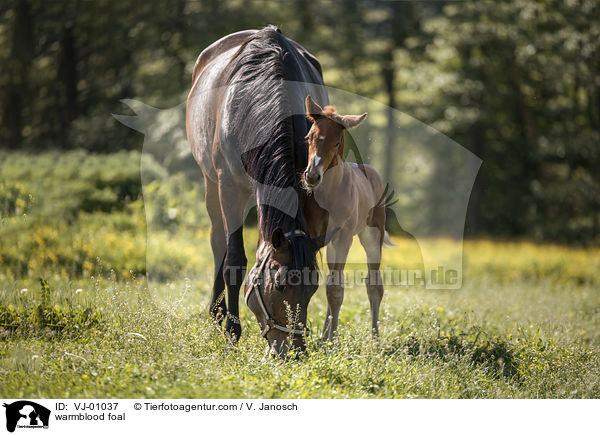 fuchsfarbenes Warmblutfohlen / warmblood foal / VJ-01037