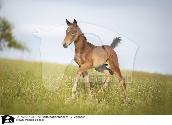 braunes Warmblutfohlen / brown wamblood foal / VJ-01135