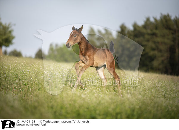 braunes Warmblutfohlen / brown wamblood foal / VJ-01138
