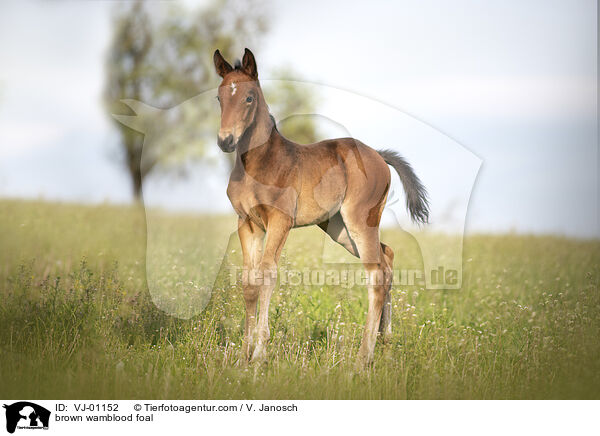 braunes Warmblutfohlen / brown wamblood foal / VJ-01152