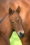 Brandenburgian horse foal