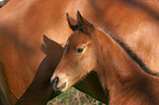 Brandenburgian horse foal