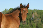 foal portrait