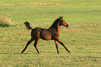 running foal