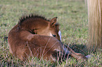 lying foal