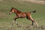 brown foal