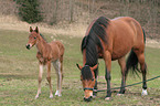 foal