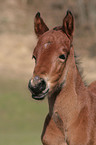 brown foal