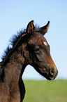 foal