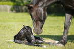 newborn foal