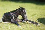 newborn foal