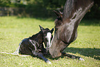 newborn foal