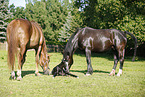 newborn foal