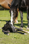 newborn foal