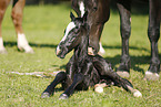 newborn foal