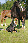 newborn foal