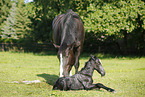 newborn foal