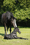 newborn foal