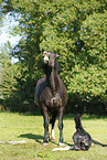 newborn foal