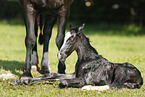 newborn foal