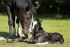 newborn foal