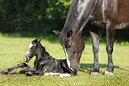 newborn foal