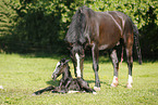 newborn foal