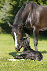 newborn foal