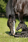 newborn foal