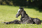 newborn foal