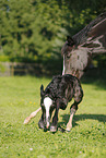 newborn foal