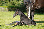 newborn foal