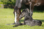 newborn foal