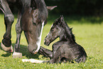 newborn foal