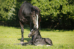 newborn foal