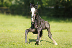 newborn foal