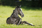 newborn foal