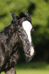 newborn foal