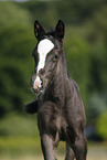 foal