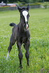 foal