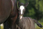 foal