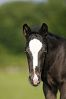 foal