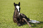 foal